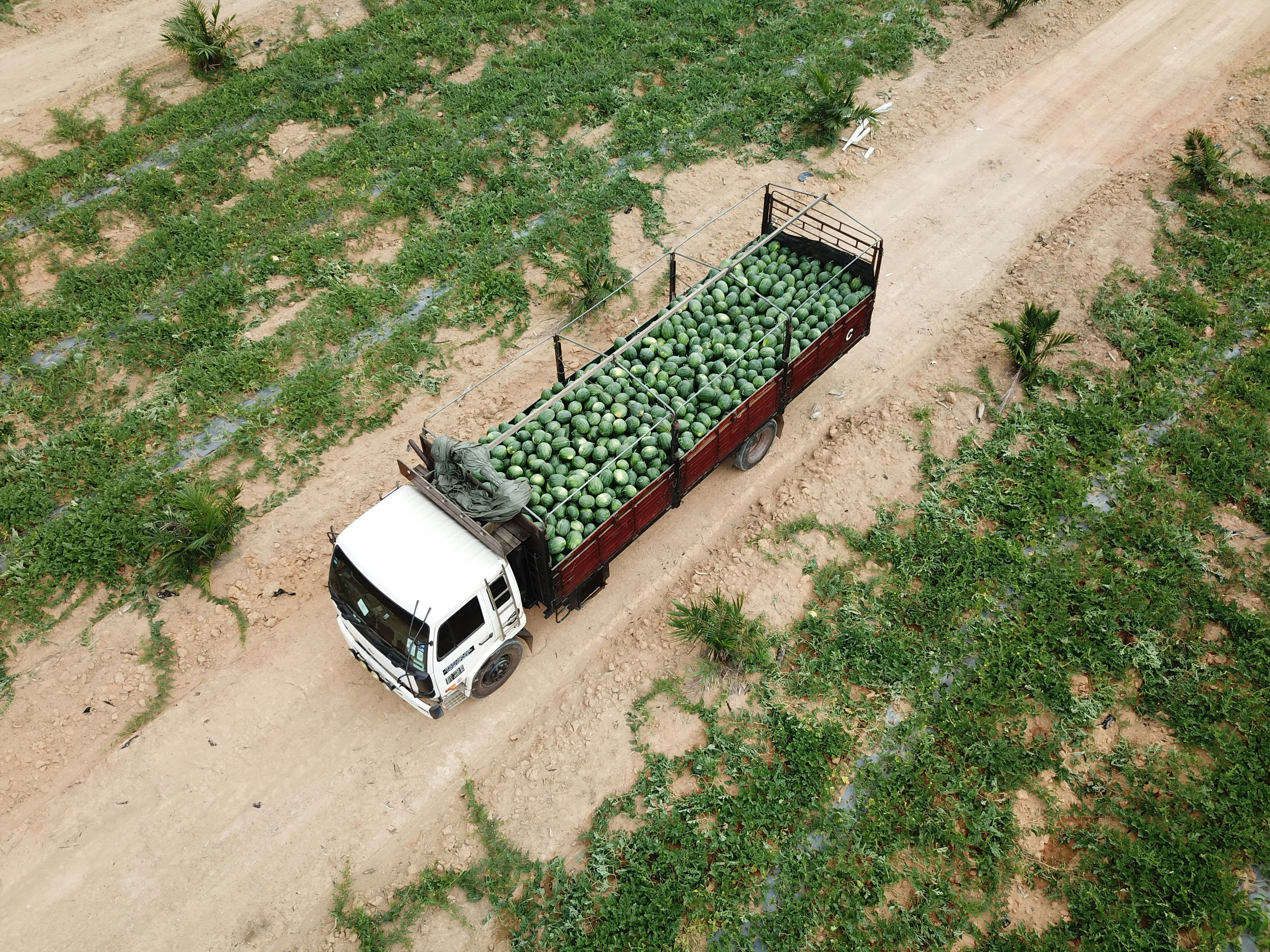 Caribbean agricultural landscape at golden hour